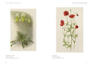 The Botanical World of Raymond Booth Catalogue