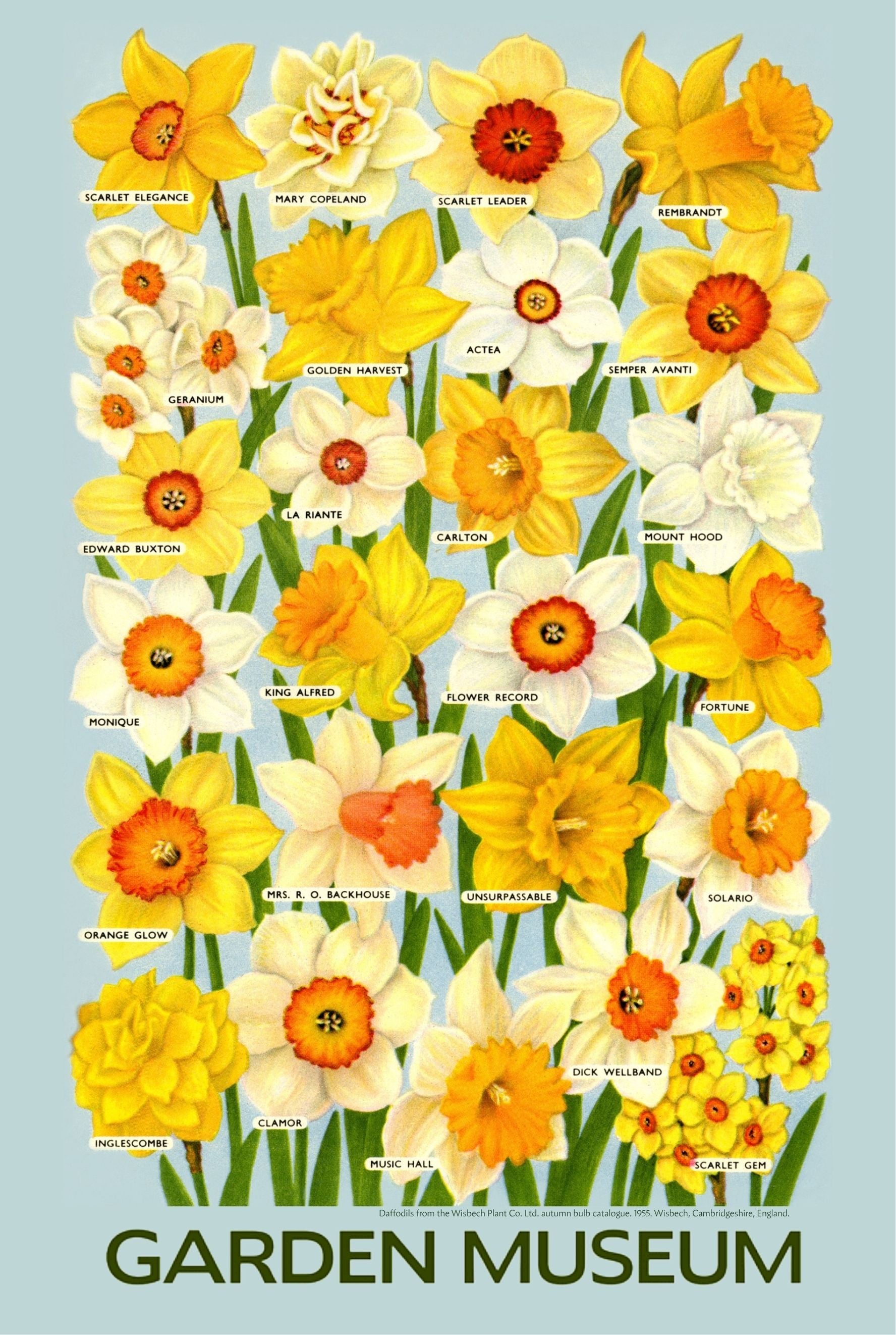 Garden Museum Daffodil Tea Towel