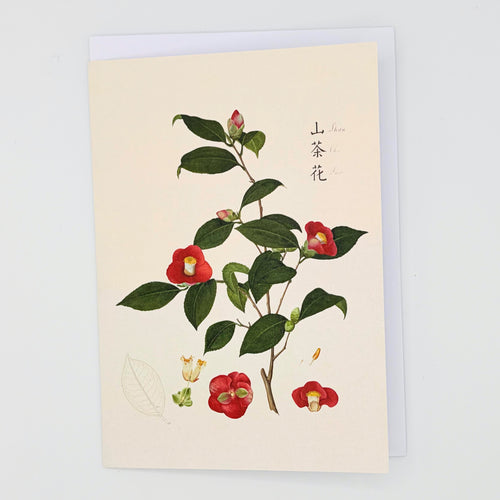 Camellia japonica Greeting Card