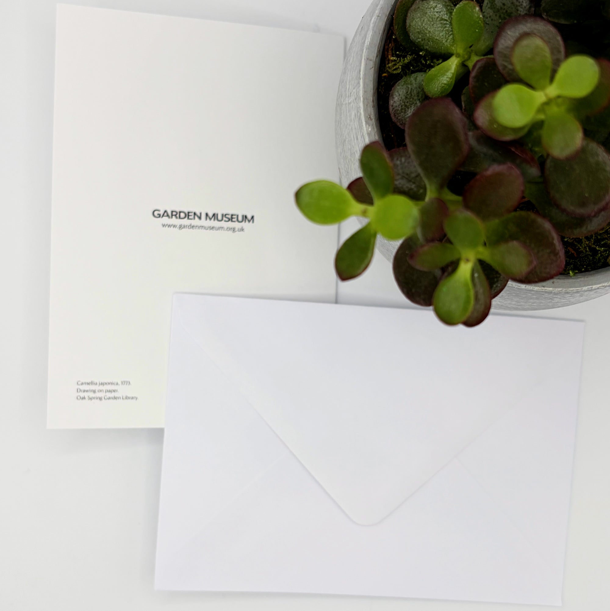 Camellia japonica Greeting Card