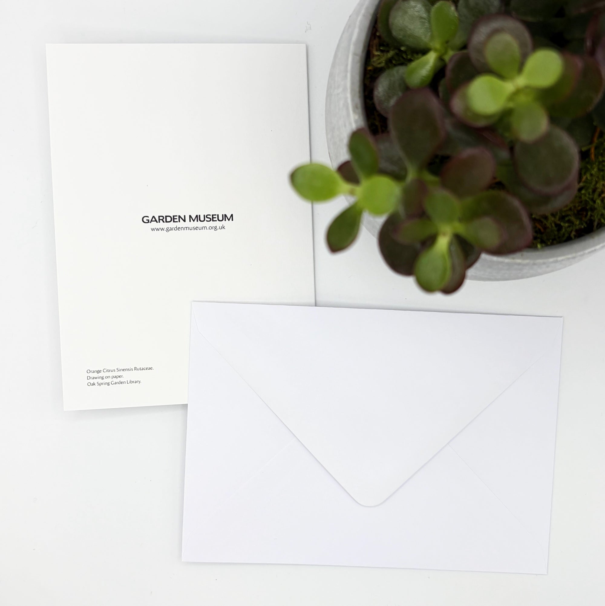 Orange Citrus Greeting Card