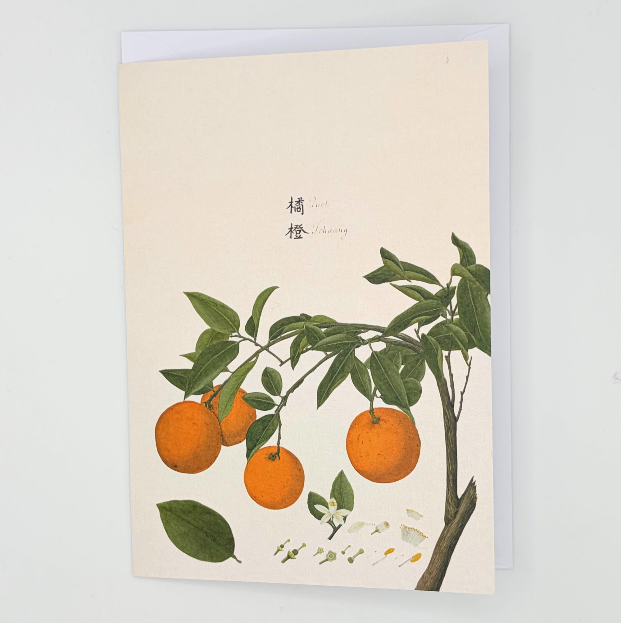 Orange Citrus Greeting Card