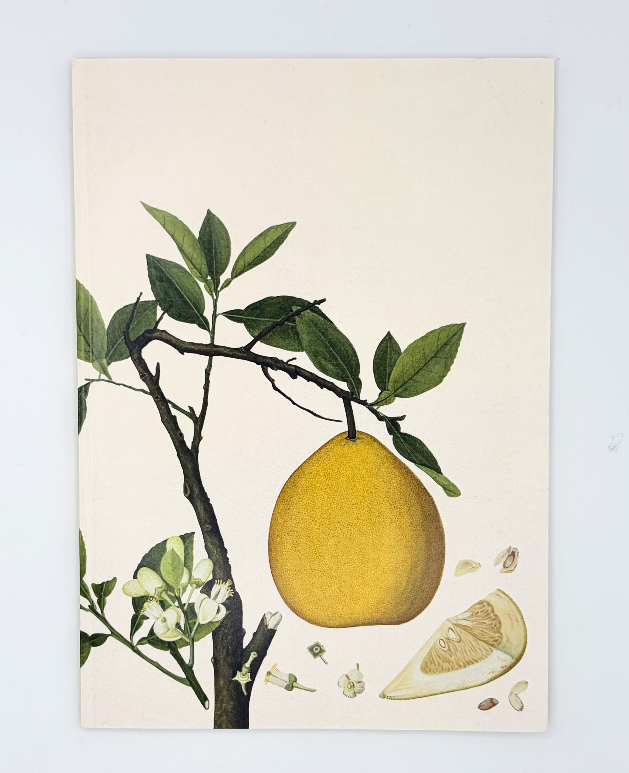 Citrus Maxima Sketch Book
