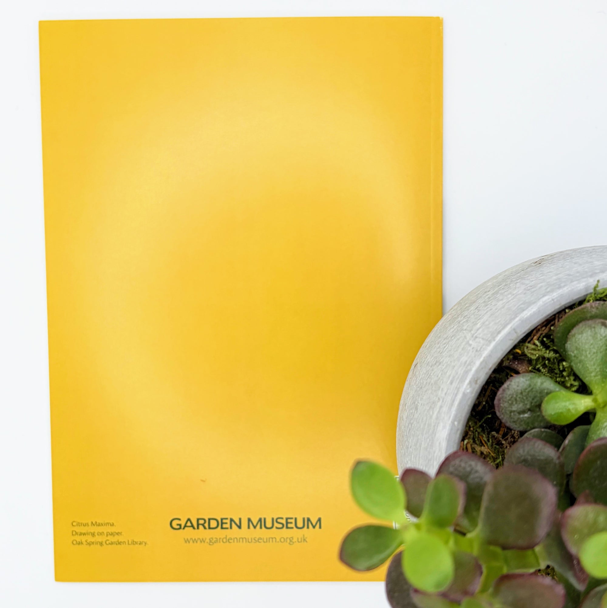 Citrus Maxima Sketch Book