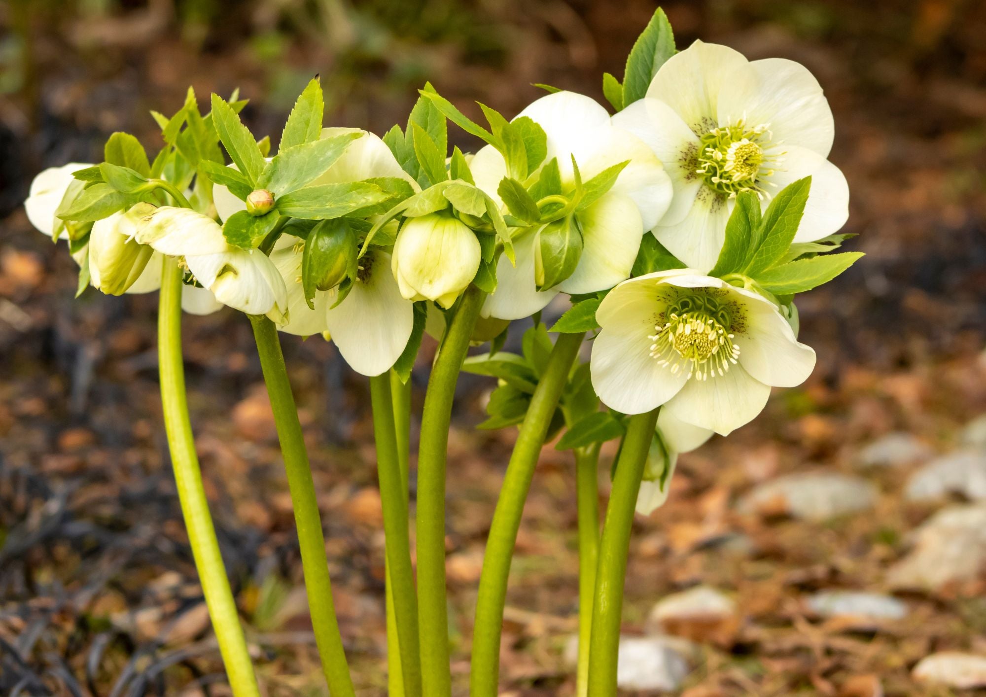 Winter Flowers Week Plant